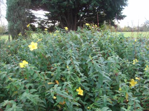 Richmond Park