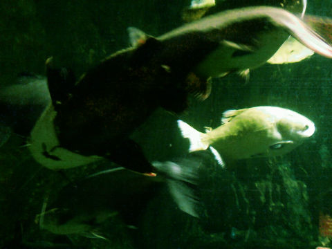 londyskie oceanarium